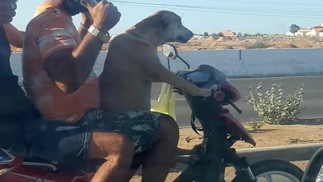 Видео дня: собака прокатила на мотоцикле двух пассажиров