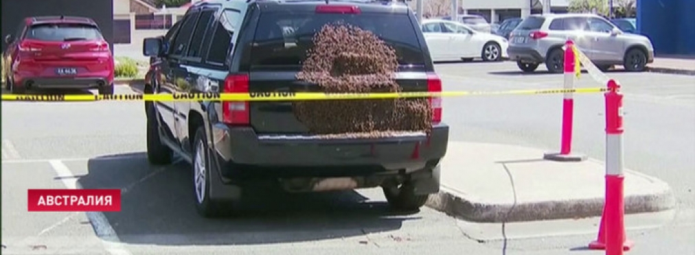 Тысячи пчел напали на припаркованный Jeep