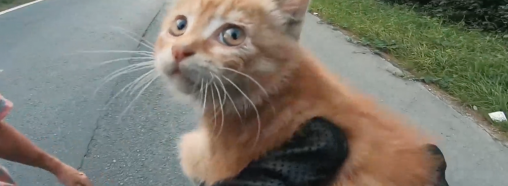 «Какие глаза!»: чудесное спасение котенка на дороге