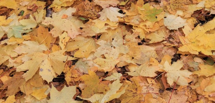 Канадцы «перепроектировали» опасный перекресток с помощью опавшей листвы