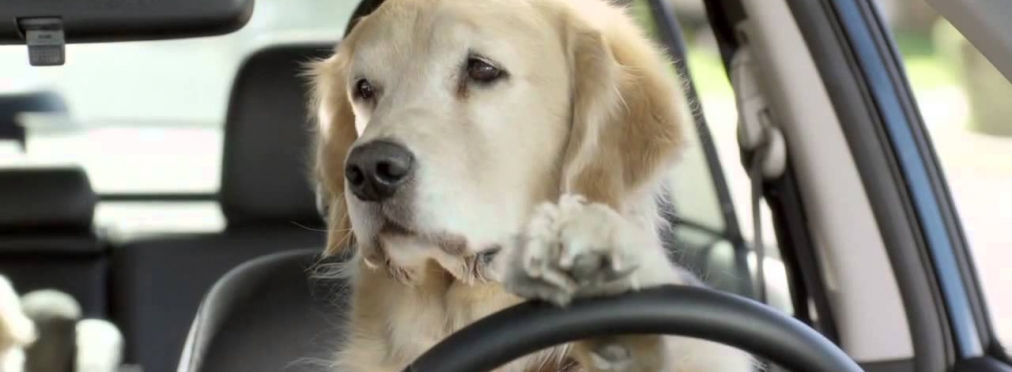 5 собак-водителей, которые доставят вас домой