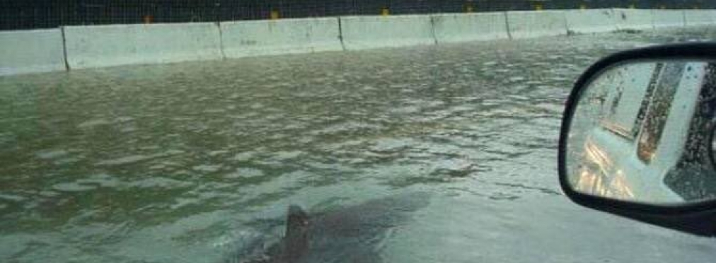 Акулы «оккупировали» затопленные дороги Майями