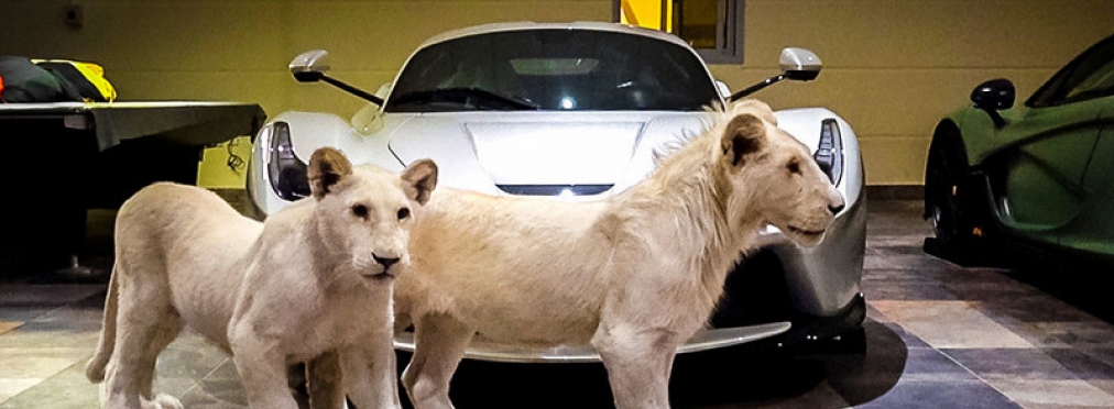 «У богатых свои причуды»: как львы охраняют Ferrari