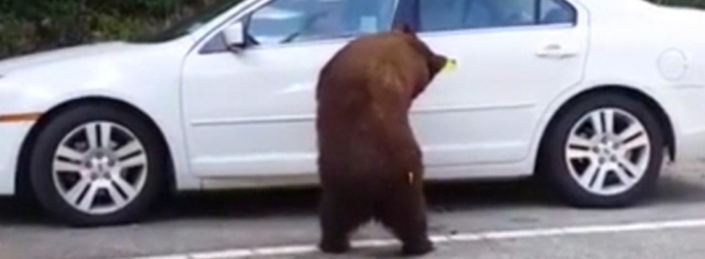 Медведь открыл дверь автомобиля, пытаясь добраться до водителя