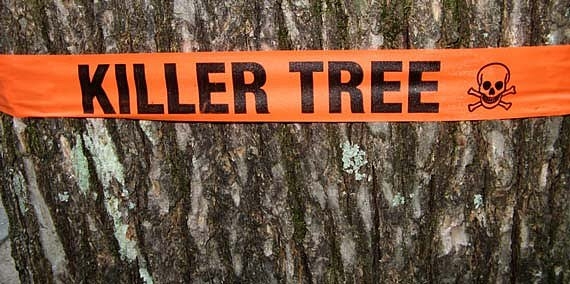 «Дерево-убийца» стало «виновником» ДТП