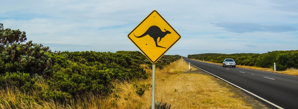 Автомобили Volvo научатся избегать столкновений с кенгуру