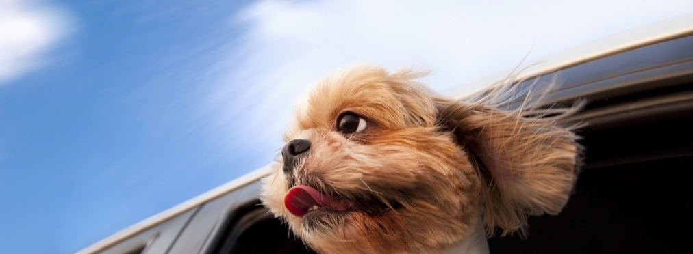 Автомобилистам могут запретить возить животных в салоне авто