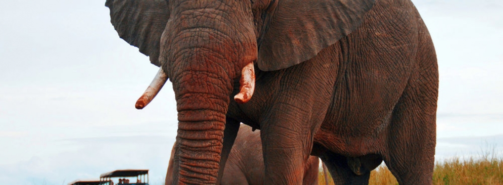 Агрессивный слон едва не расплющил машину с туристами
