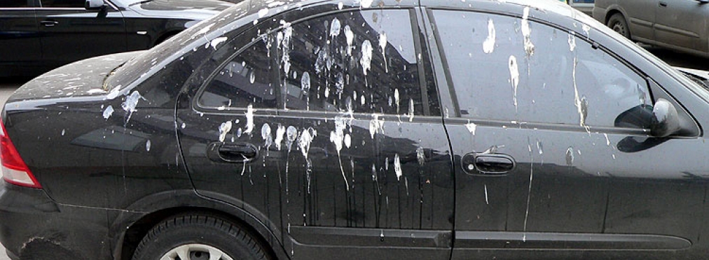 Автомобилисты придумали способ борьбы с птицами, которые «пачкают» машины