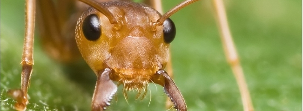Ученые предложили «заправлять» автобусы муравьиной кислотой